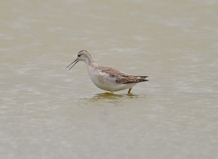 Wilson's Phalarope