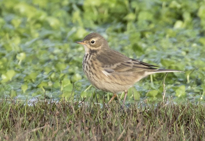 American Buff-bellied Pipit