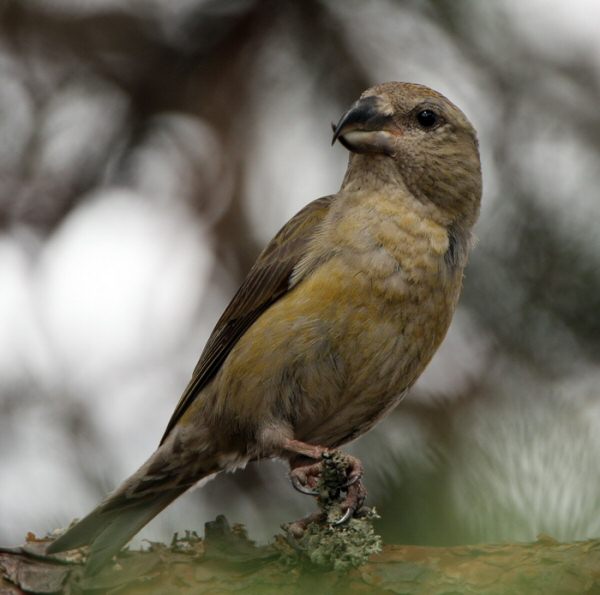 Scottish Crossbill