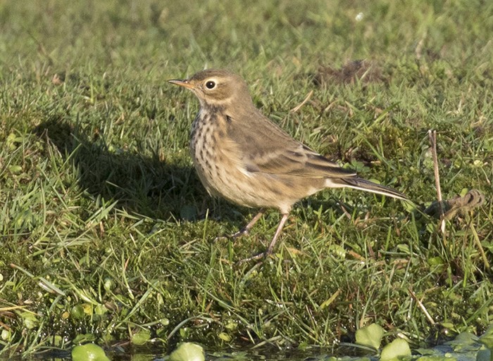 American Buff-bellied Pipit