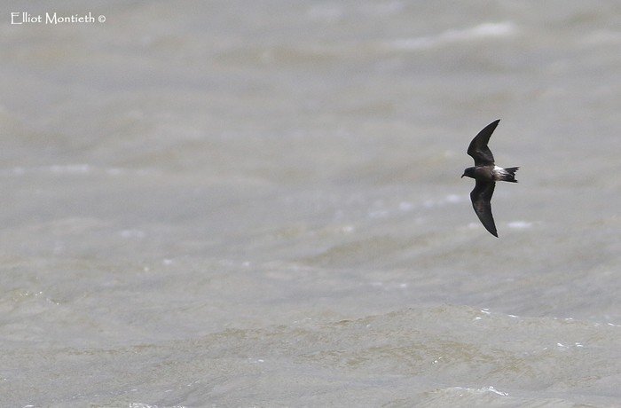 Leach's Petrel