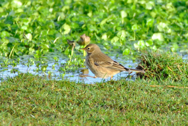 American Buff-bellied Pipit