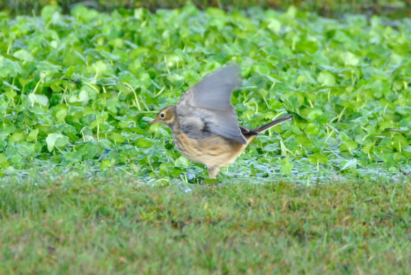 American Buff-bellied Pipit