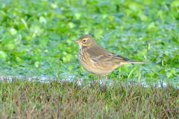 American Buff-bellied Pipit