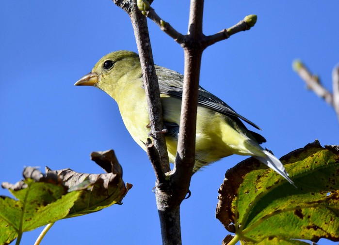 Scarlet Tanager