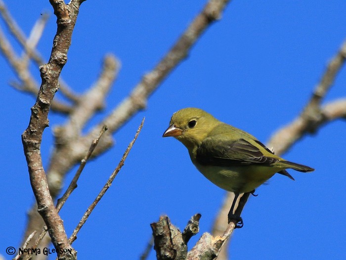 Scarlet Tanager