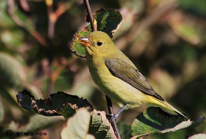 Scarlet Tanager