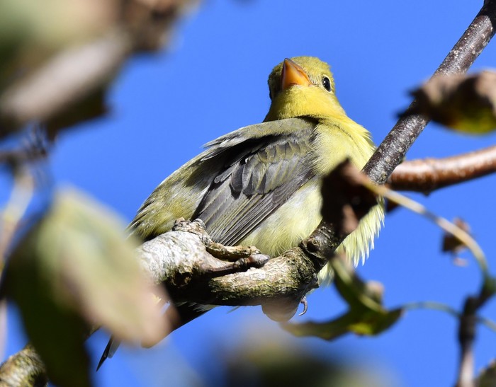 Scarlet Tanager