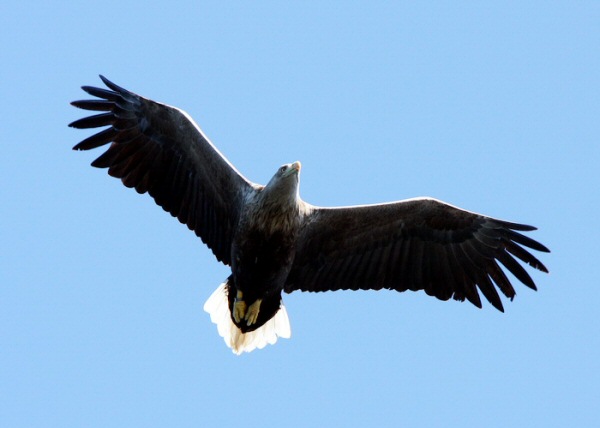 White-tailed Eagle