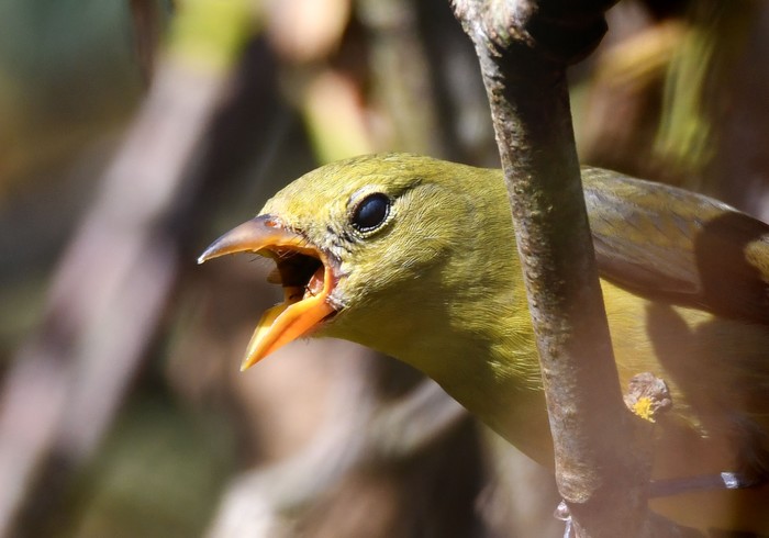 Scarlet Tanager