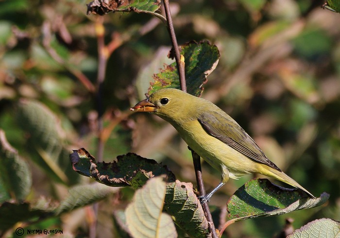 Scarlet Tanager