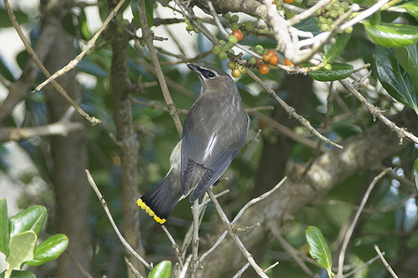 Cedar Waxwing