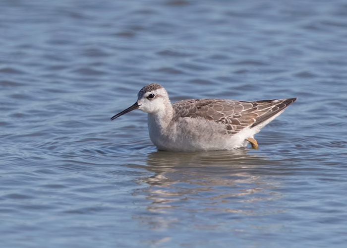 Wilson's Phalarope