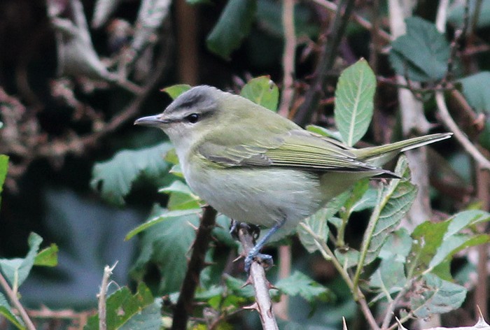 Red-eyed Vireo