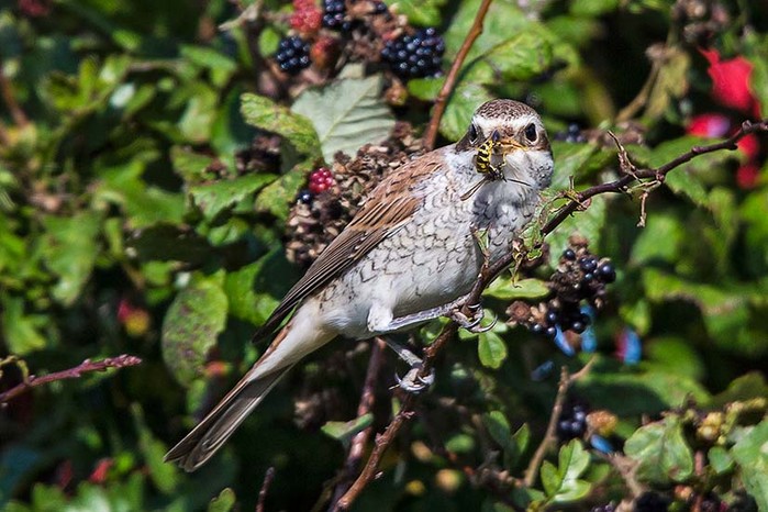 Red-backed Shrike