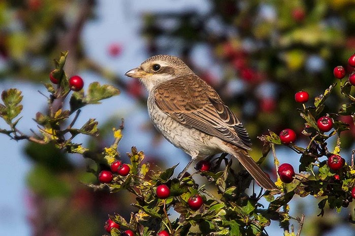 Red-backed Shrike