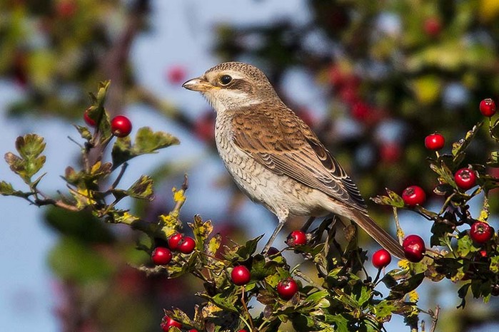 Red-backed Shrike