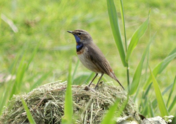 Red-spotted Bluethroat