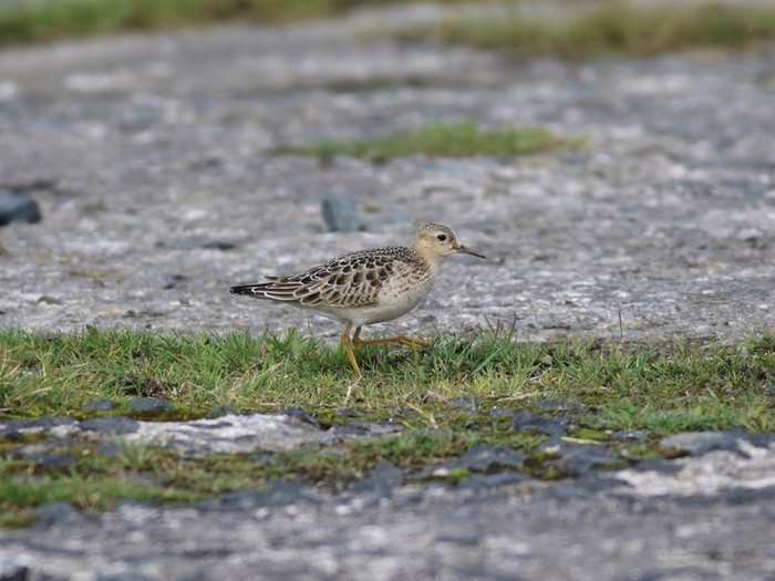 Buff-breasted Sandpiper