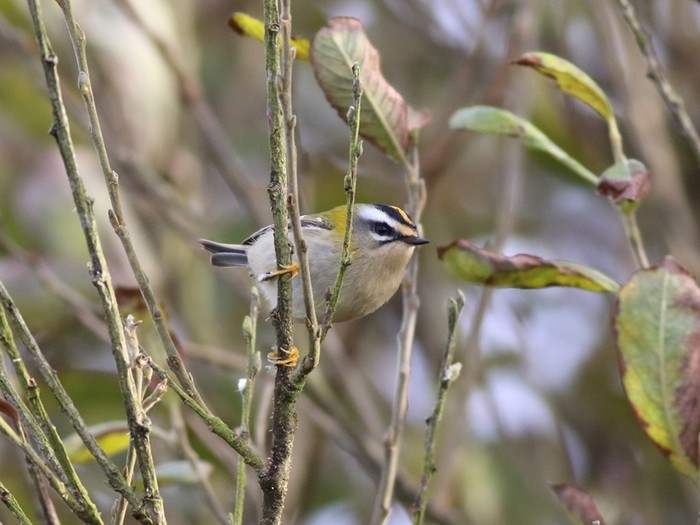 Firecrest