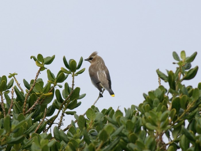 Cedar Waxwing
