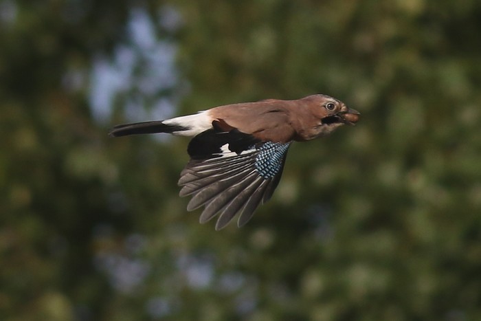 Jay