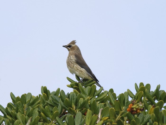 Cedar Waxwing