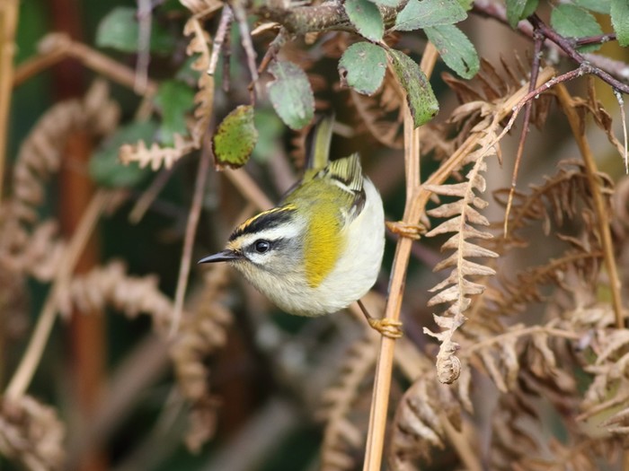 Firecrest