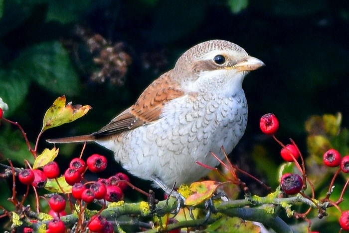 Red-backed Shrike