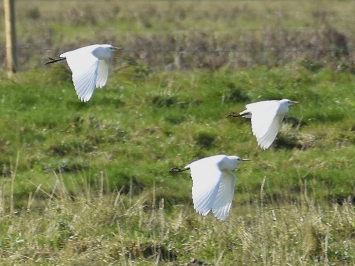 Cattle Egret
