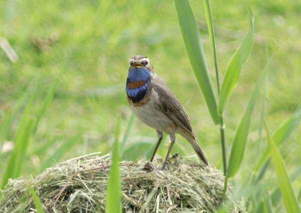 Red-spotted Bluethroat