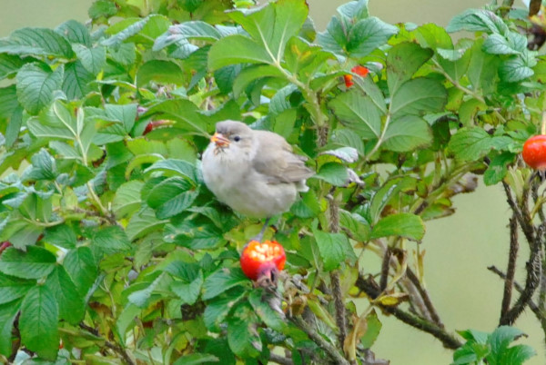Garden Warbler