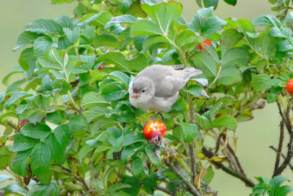 Garden Warbler