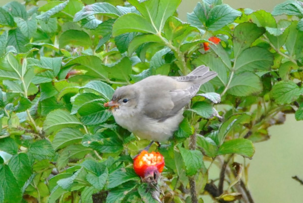 Garden Warbler