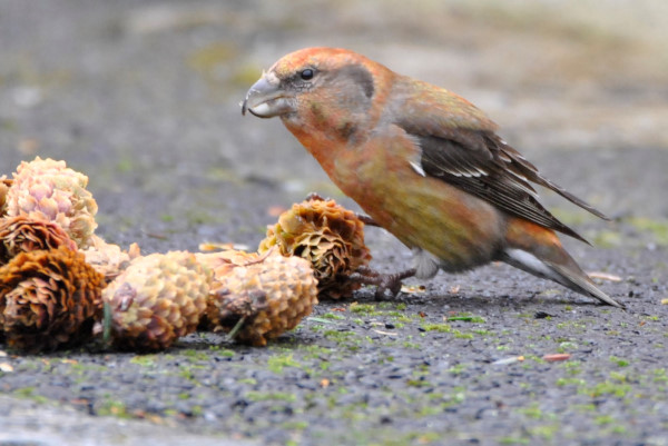 Parrot Crossbill