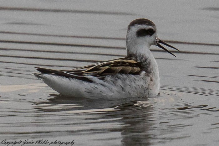 Red-necked Phalarope