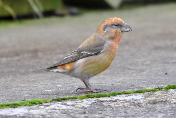 Parrot Crossbill