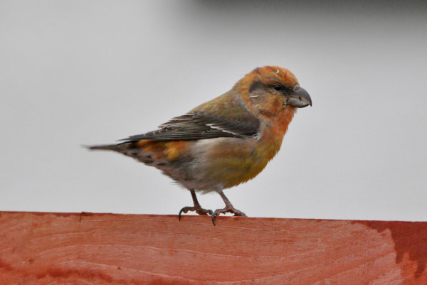 Parrot Crossbill