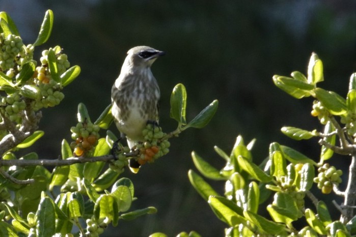 Cedar Waxwing