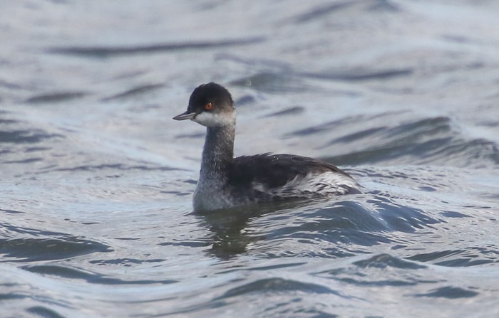 Black-necked Grebe