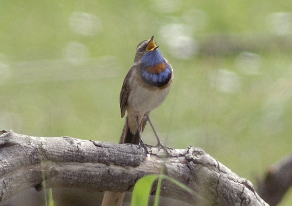 Red-spotted Bluethroat