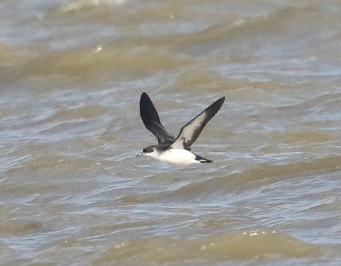 Manx Shearwater