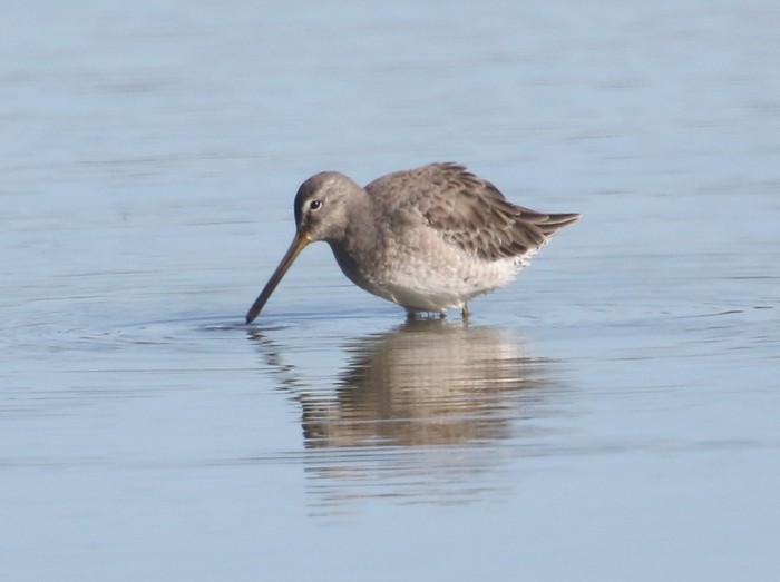 Long-billed Dowitcher