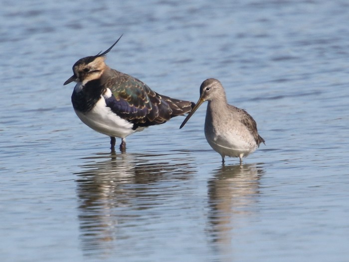Long-billed Dowitcher