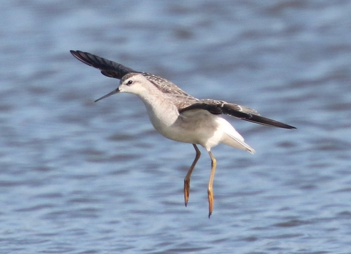 Wilson's Phalarope