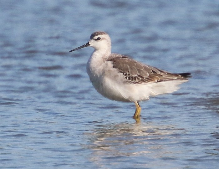 Wilson's Phalarope