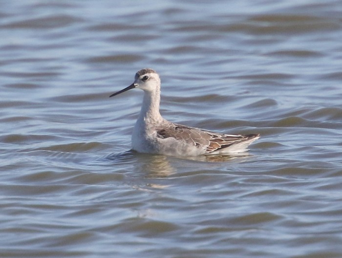 Wilson's Phalarope
