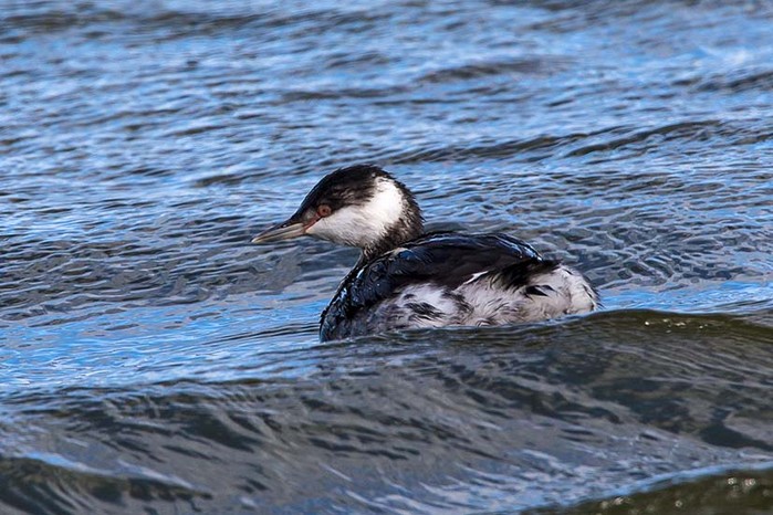 Slavonian Grebe