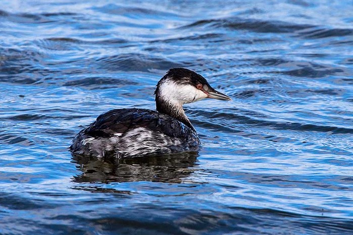 Slavonian Grebe