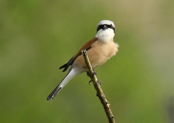 Red-backed Shrike
